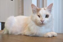 ALASKA, Katze, Türkisch Angora-Mix in Bann - Bild 9