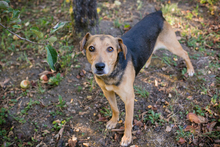 AMIGO2, Hund, Mischlingshund in Kroatien - Bild 1