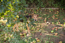 AMIGO2, Hund, Mischlingshund in Kroatien - Bild 2