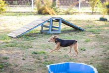 AMIGO2, Hund, Mischlingshund in Kroatien - Bild 4