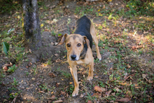 AMIGO2, Hund, Mischlingshund in Kroatien - Bild 5