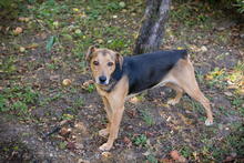 AMIGO2, Hund, Mischlingshund in Kroatien - Bild 6