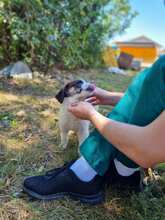 ROBIN, Hund, Mischlingshund in Rumänien - Bild 4