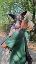 IRENE, Hund, Mischlingshund in Ungarn - Bild 12