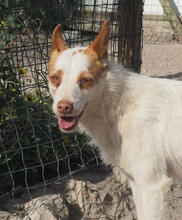 CARROT, Hund, Podengo Portugues-Mix in Portugal - Bild 1