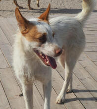 CARROT, Hund, Podengo Portugues-Mix in Portugal - Bild 2