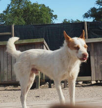 CARROT, Hund, Podengo Portugues-Mix in Portugal - Bild 3