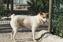 CARROT, Hund, Podengo Portugues-Mix in Portugal - Bild 4