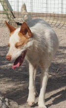 CARROT, Hund, Podengo Portugues-Mix in Portugal - Bild 5