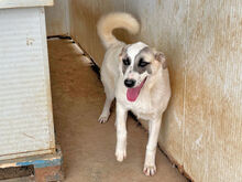 MIMI, Hund, Mischlingshund in Italien - Bild 4