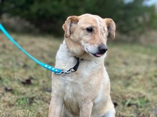 OCZKO, Hund, Mischlingshund in Polen - Bild 1