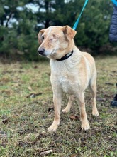 OCZKO, Hund, Mischlingshund in Polen - Bild 2