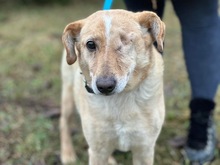 OCZKO, Hund, Mischlingshund in Polen - Bild 3