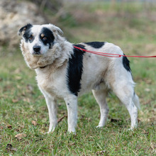 OREO, Hund, Mischlingshund in Polen - Bild 1