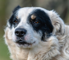 OREO, Hund, Mischlingshund in Polen - Bild 2