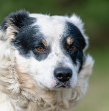 OREO, Hund, Mischlingshund in Polen - Bild 3