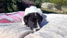 MOMO, Hund, Mischlingshund in Italien - Bild 20