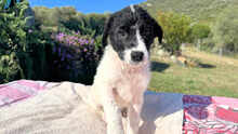MOMO, Hund, Mischlingshund in Italien - Bild 21
