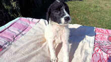 MOMO, Hund, Mischlingshund in Italien - Bild 22