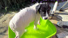 MOMO, Hund, Mischlingshund in Italien - Bild 23