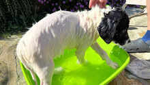 MOMO, Hund, Mischlingshund in Italien - Bild 24