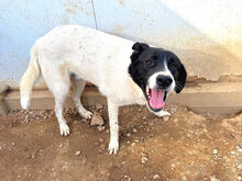 MOMO, Hund, Mischlingshund in Italien - Bild 6