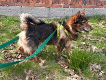 MARCEL, Hund, Mischlingshund in Polen - Bild 3