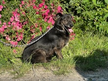 KENZO, Hund, Mischlingshund in Polen - Bild 1