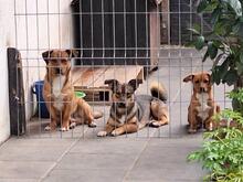 BOBBY, Hund, Mischlingshund in Rumänien - Bild 14