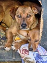 BOBBY, Hund, Mischlingshund in Rumänien - Bild 2