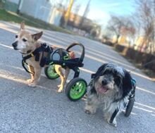 FERI, Hund, Mischlingshund in Slowakische Republik - Bild 2