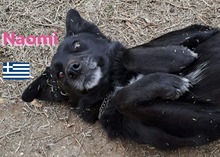 NAOMI, Hund, Mischlingshund in Griechenland - Bild 1