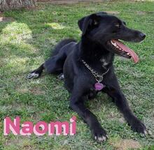 NAOMI, Hund, Mischlingshund in Griechenland - Bild 8