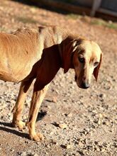 JULIANA, Hund, Mischlingshund in Griechenland - Bild 5