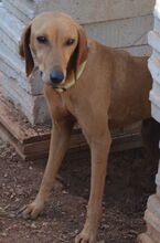JULIANA, Hund, Segugio Italiano in Griechenland - Bild 10