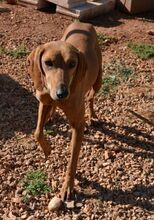 JULIANA, Hund, Segugio Italiano in Griechenland - Bild 11