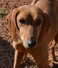 JULIANA, Hund, Segugio Italiano in Griechenland - Bild 12