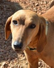 JULIANA, Hund, Segugio Italiano in Griechenland - Bild 2