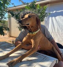 JULIANA, Hund, Segugio Italiano in Griechenland - Bild 3