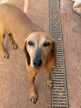 JULIANA, Hund, Segugio Italiano in Griechenland - Bild 4