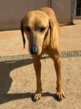 JULIANA, Hund, Segugio Italiano in Griechenland - Bild 5