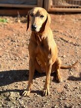 JULIANA, Hund, Segugio Italiano in Griechenland - Bild 7