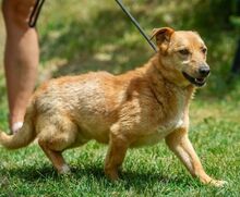 ZERGE, Hund, Dackel-Terrier-Mix in Ungarn - Bild 1