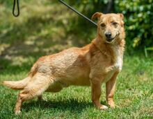 ZERGE, Hund, Dackel-Terrier-Mix in Ungarn - Bild 2