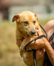 ZERGE, Hund, Dackel-Terrier-Mix in Ungarn - Bild 3