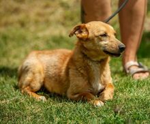 ZERGE, Hund, Dackel-Terrier-Mix in Ungarn - Bild 4