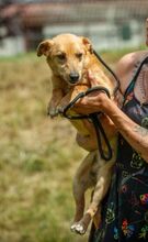 ZERGE, Hund, Dackel-Terrier-Mix in Ungarn - Bild 5