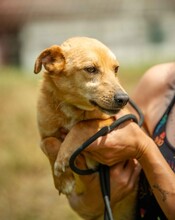 ZERGE, Hund, Dackel-Terrier-Mix in Ungarn - Bild 6