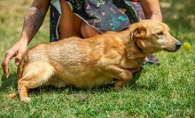 ZERGE, Hund, Dackel-Terrier-Mix in Ungarn - Bild 7