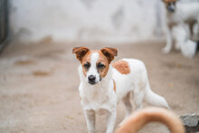 ALY, Hund, Mischlingshund in Bulgarien - Bild 2